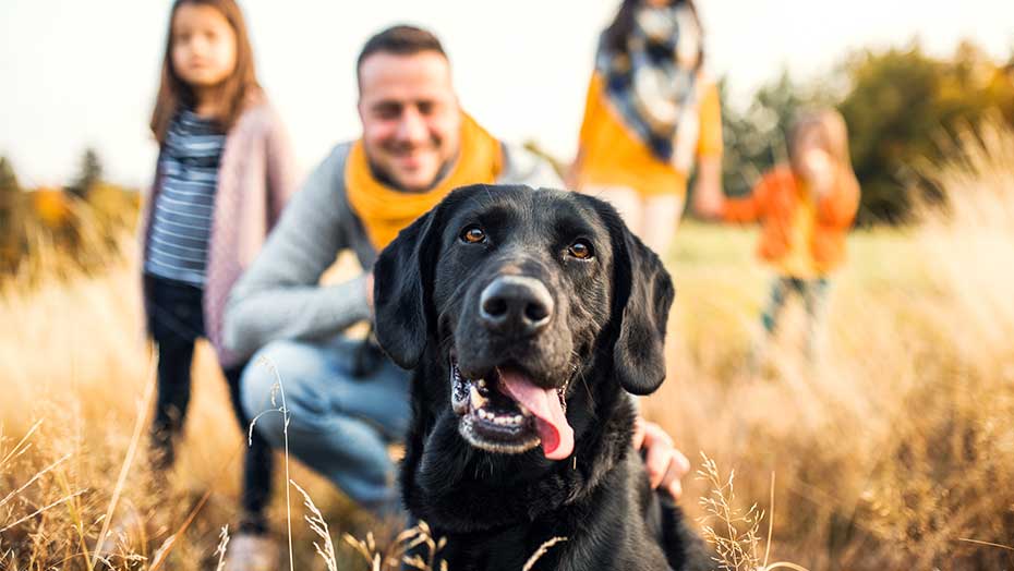 5 Ways to Stay Active With Your Pet image
